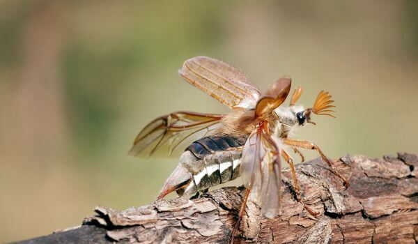 Photo: Maybug animal