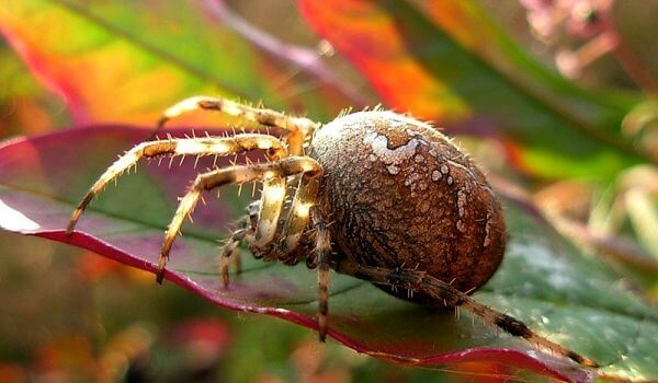 Photo: Common spider