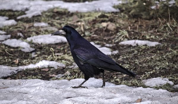 Photo: Rook in winter