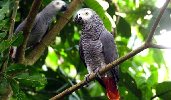 Foto: Jaco pratende papegaai