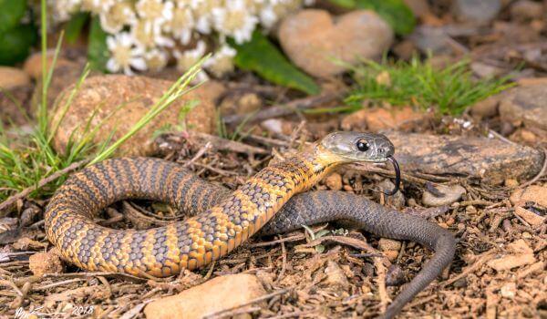 Photo: Tiger Snake
