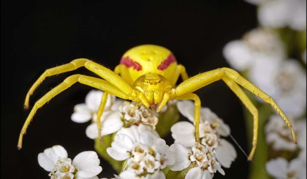 Photo: Large Yellow Spider