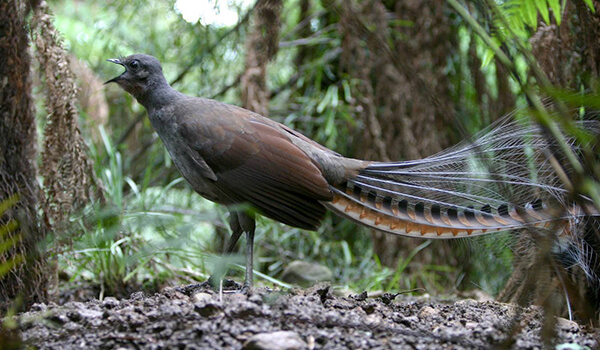Photo: Lyrebird in Australia
