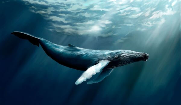 Foto : Baleia Azul