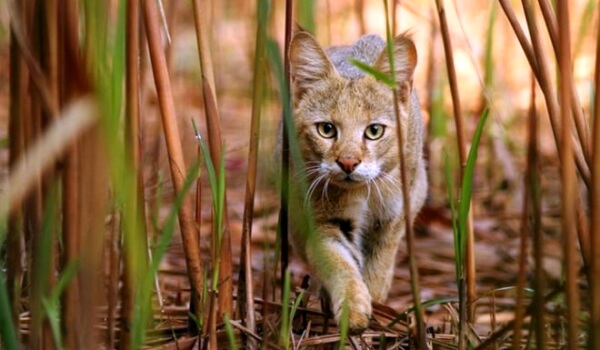 Photo: Jungle Cat