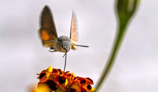Photo: Hawk hawk moth in nature