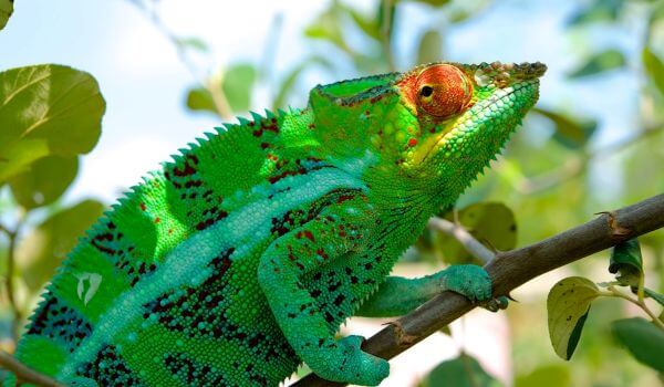Photo : Panther Chameleon Reptile