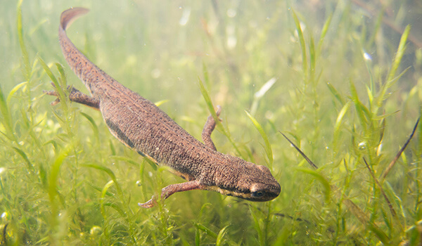 Foto: salamandra comum debaixo d'água