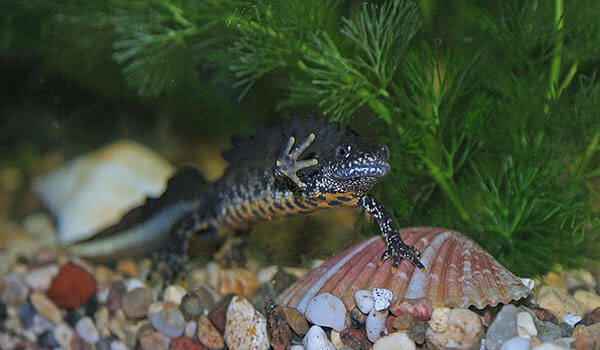 Photo: Crested newt from the Red Book