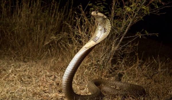 Photo : Animal Cobra