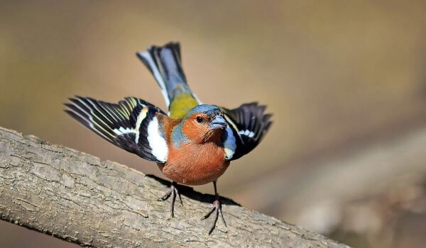 Photo: Chaffinch in Russia