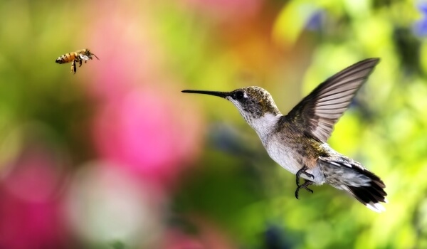 Foto: Hummingbird 