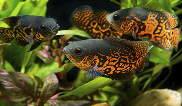Foto: Ocellated Astronotus Fish