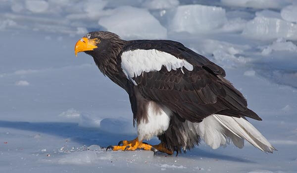 Photo: Steller's Sea Eagle