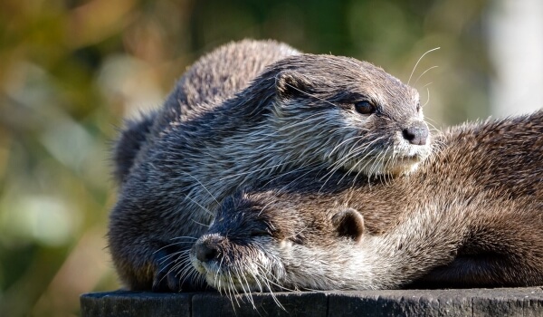 Photo: Animal Otter