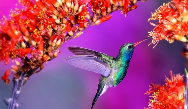 Foto: Zvířecí kolibřík