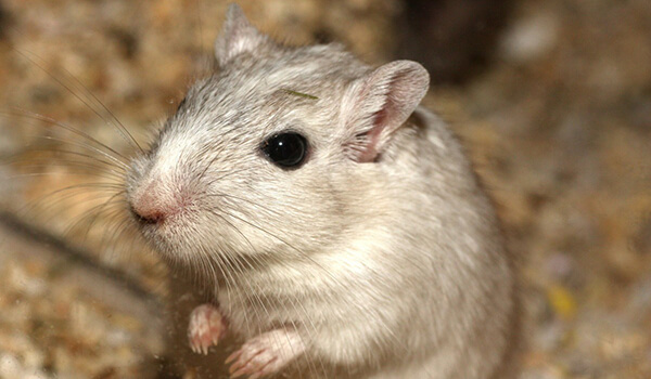 Photo: What a Djungarian hamster looks like
