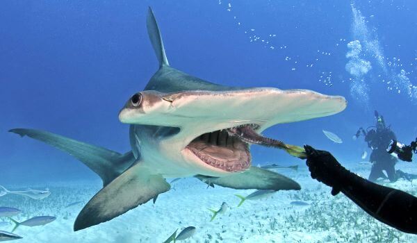 Photo: Great Hammer Shark