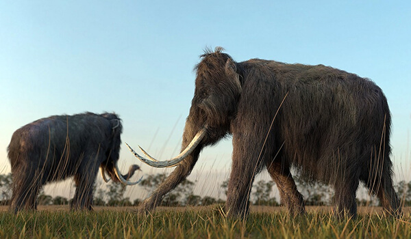 Foto: Woolly Mammoth