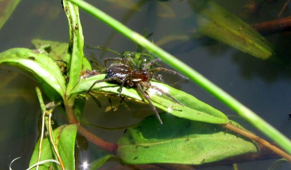 Foto: Water Spider