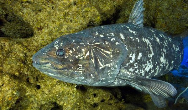 Photo: Red Book coelacanth fish