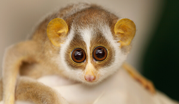 Foto: Lori cute lemur
