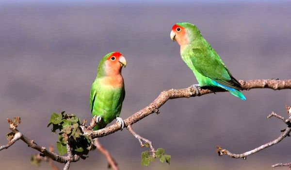 Photo: Lovebirds in nature