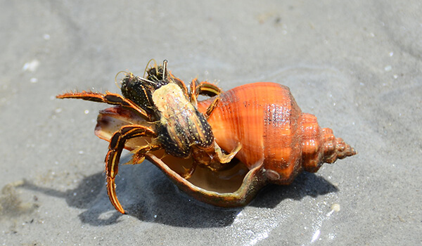 Photo: What a hermit crab looks like