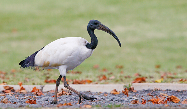 Photo: Sacred ibis bird