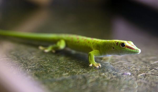 Photo: Animal Gecko