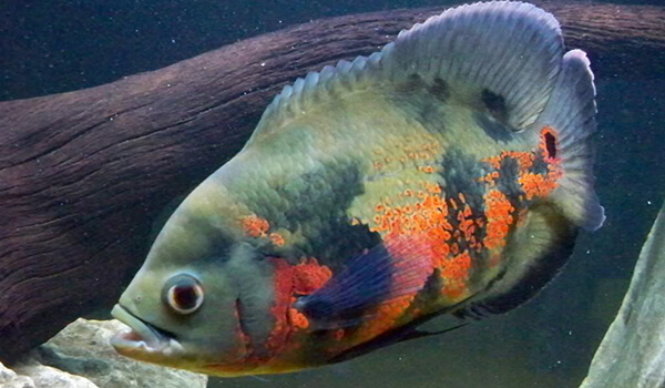 Photo: Ocellated astronotus at home 