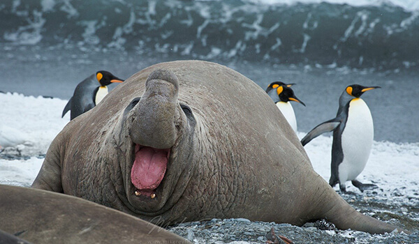 Photo: Southern Elephant Seal