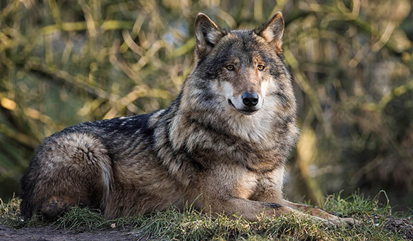 Photo: Gray wolf