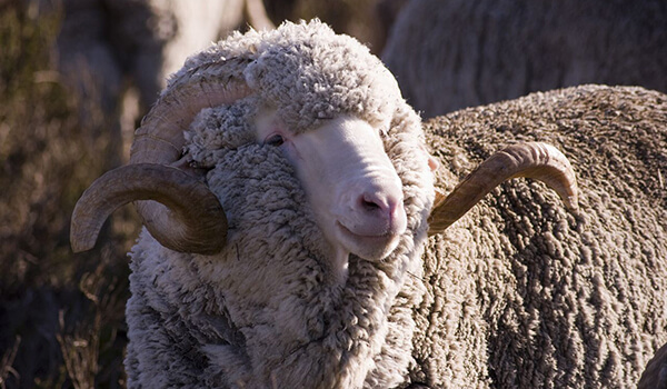 Photo: Merino sheep