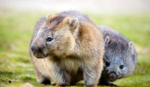 Foto: Animal wombat