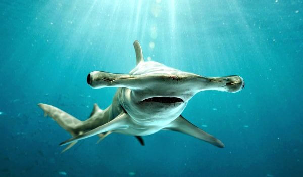 Photo: Hammerhead Shark