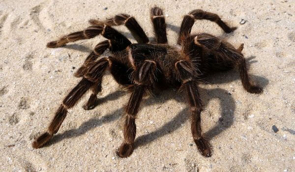 Foto : Spider tarantule