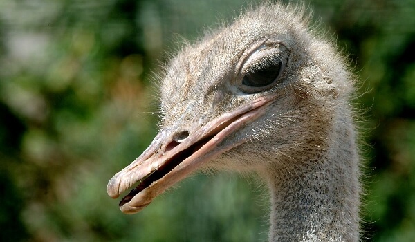 What does the African ostrich eat