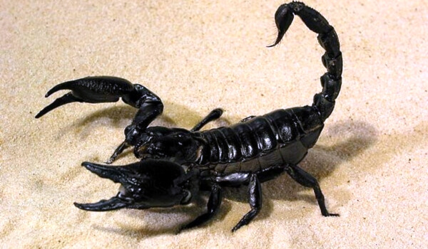 Photo: Black Imperial scorpion