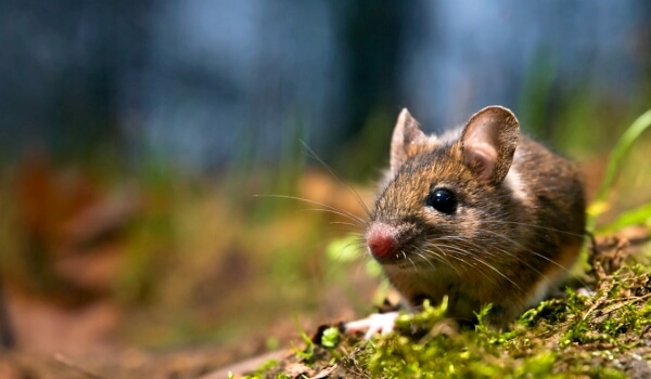 Photo: Vole Mouse