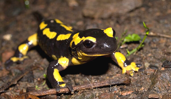 Photo: What a salamander looks like