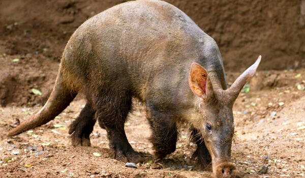 Photo: Aardvark Animal