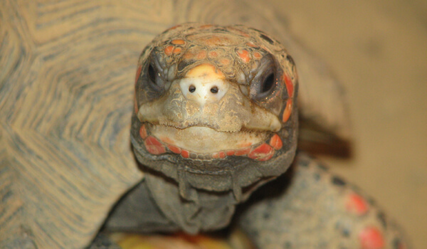 Photo: Coal Turtle