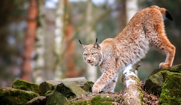 Photo: Lynx