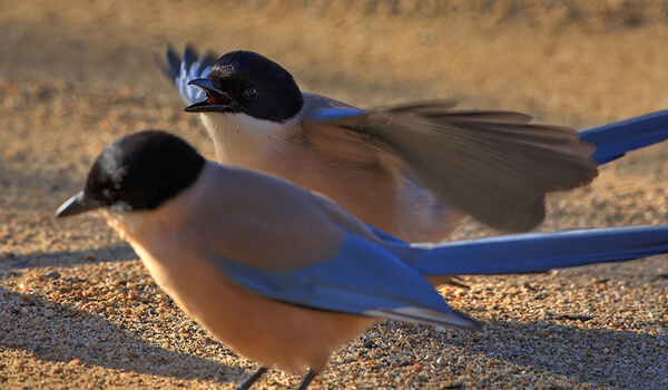 Photo: Pair of Blue Magpies