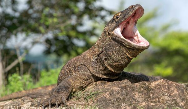 Photo: Komodo dragon reptiles