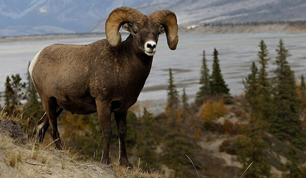 Photo: Mountain sheep in Russia