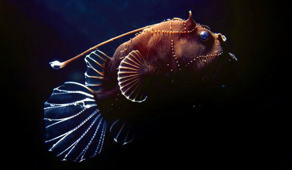 Foto: Anglefish from the Red Book