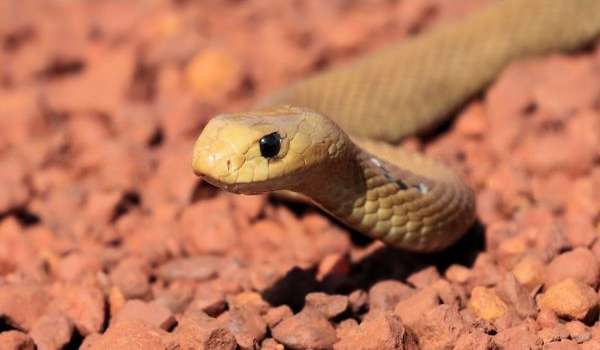 Foto: cobra venenosa taipan de McCoy