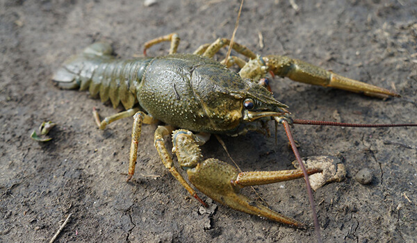 Photo: Broad-clawed crayfish